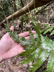 Goniopteris tetragona