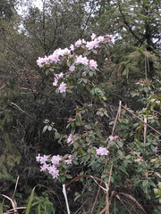 Rhododendron latoucheae