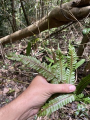 Goniopteris tetragona