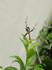 Argiope argentata