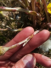 Tussilago farfara