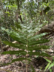 Goniopteris tetragona