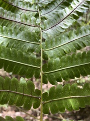 Goniopteris tetragona