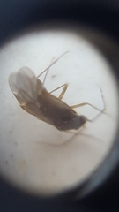 Miridae