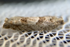 Pseudexentera vaccinii