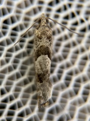 Pseudexentera vaccinii