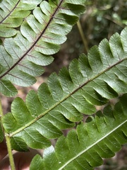 Goniopteris tetragona