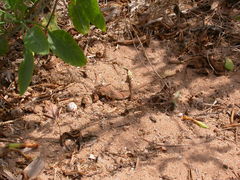 Acanthodactylus erythrurus lineomaculatus