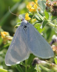 Lithostege duponcheli