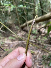 Goniopteris tetragona