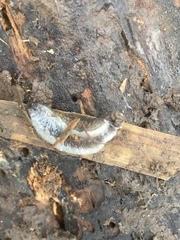 Tandonia budapestensis