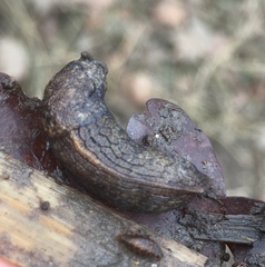 Tandonia budapestensis