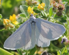 Lithostege duponcheli