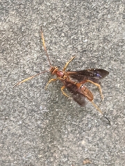 Labeninae