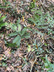 Adiantum villosum
