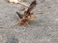 Labeninae