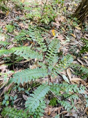 Adiantum villosum