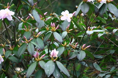 Rhododendron latoucheae
