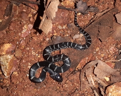 Lycodon travancoricus