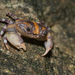 Ringed Foot Crab - Photo (c) Liu JimFood, some rights reserved (CC BY-NC), uploaded by Liu JimFood