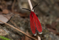Phauda mimica