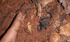 Lycodon travancoricus