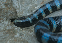 Laticauda laticaudata