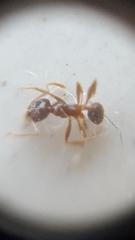 Pheidole pallidula