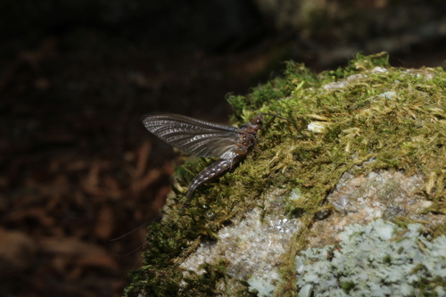 Blue Ledges Trail