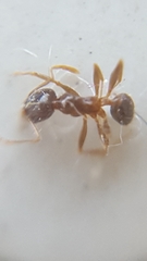 Pheidole pallidula