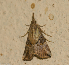 Hypena minualis