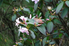 Rhododendron latoucheae