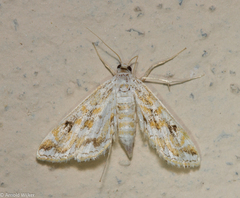 Parapoynx diminutalis