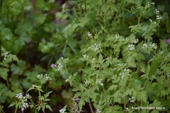 Chaerophyllum nodosum