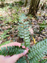 Adiantum villosum
