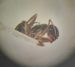 Lasius alienus