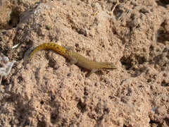Saurodactylus brosseti