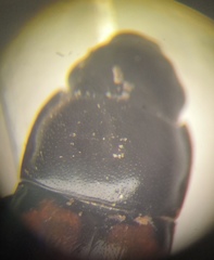 Glischrochilus grandis