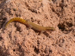 Saurodactylus brosseti