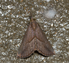 Hypena porrectalis