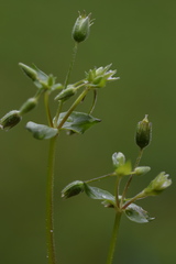 Stellaria ruderalis
