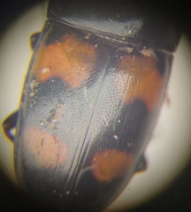 Glischrochilus grandis