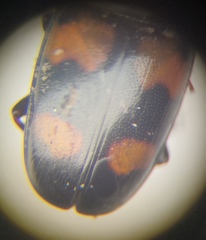 Glischrochilus grandis