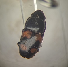 Glischrochilus grandis