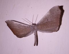 Hedylidae