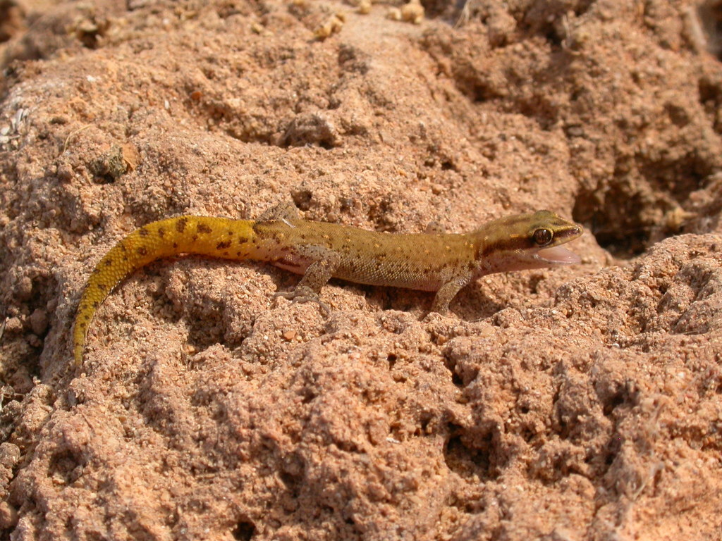 Morocco Lizard-fingered Gecko