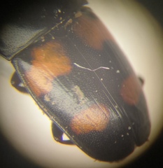 Glischrochilus grandis