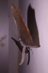 Hedylidae