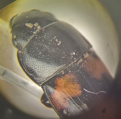 Glischrochilus grandis