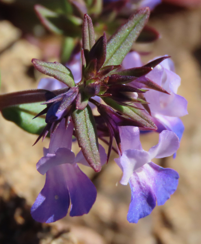 Giant Blue-eyed Mary (PNW Prairie species) · iNaturalist